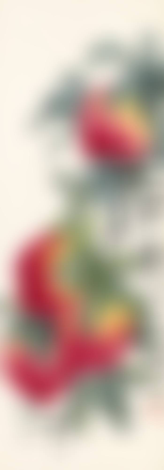 PEACHES OF LONGEVITY (preview)