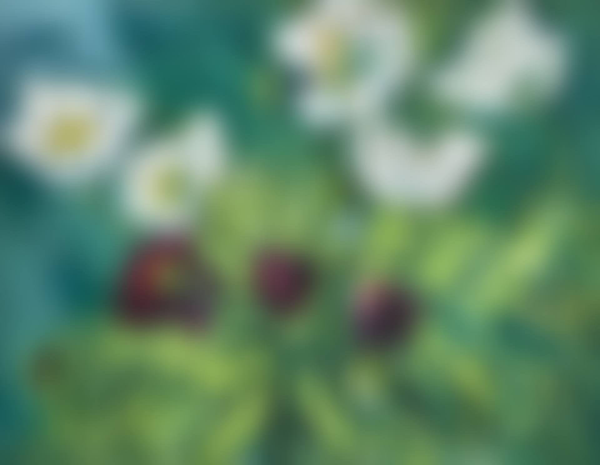 TULIPS (preview)