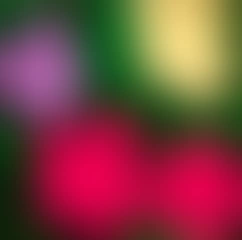 Flowers (Sonnabend Invitation) (preview)