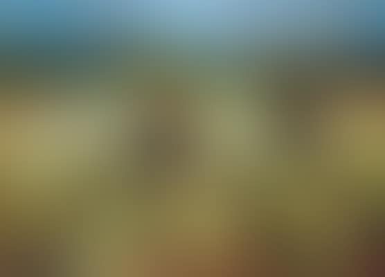 Champ de Narcisse (preview)