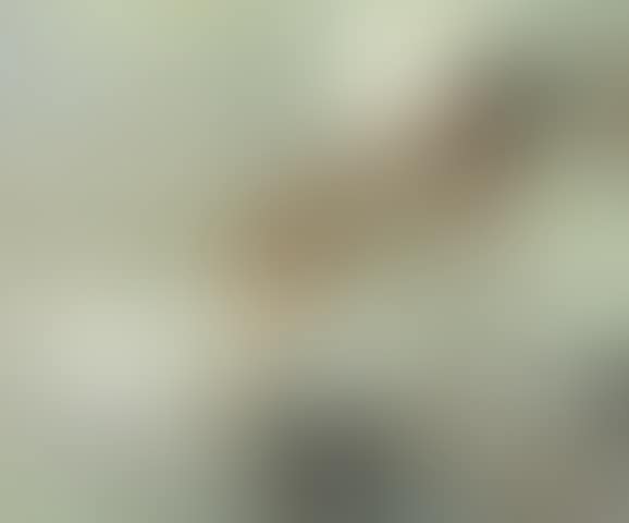 Nude on a bed, morning' (preview)