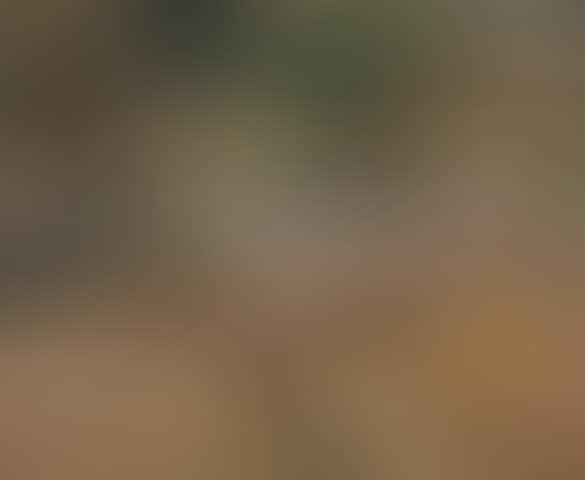 Pigs in a farm yard (preview)