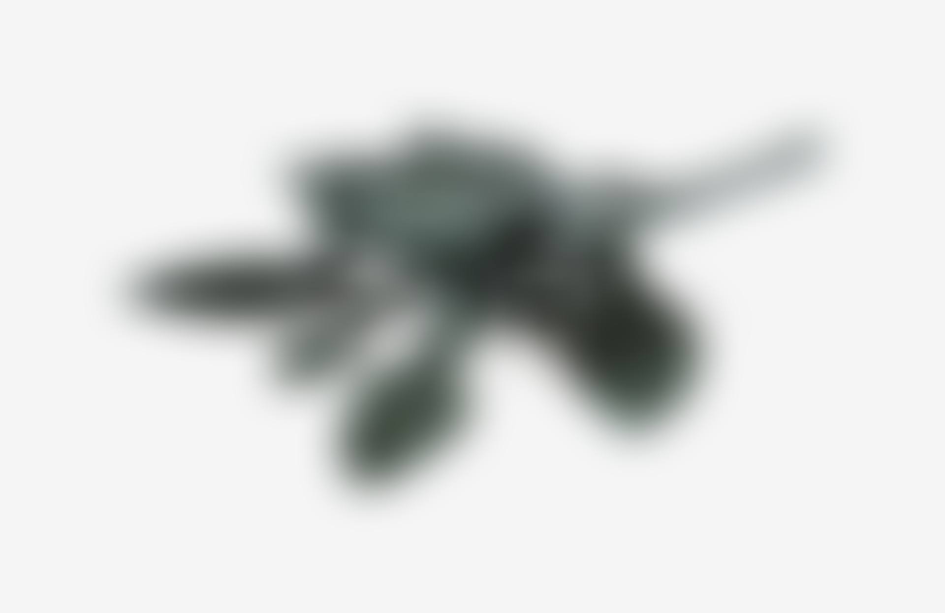 CRAPAUD SUR FEUILLE (preview)