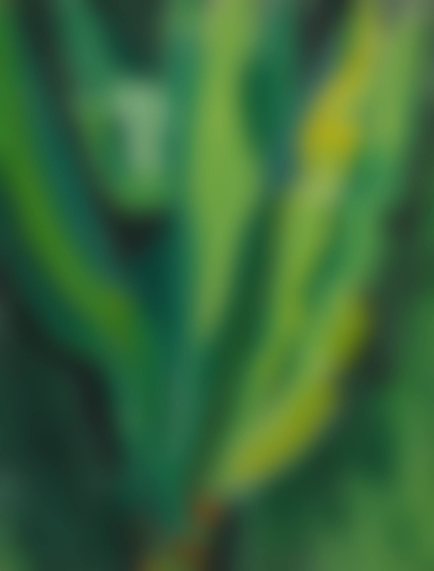 BANANA PLANT (preview)