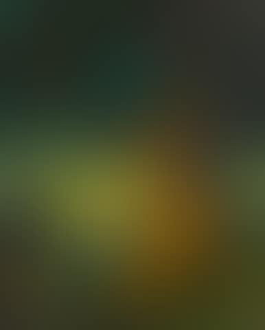 Study for Janion's Maple (Under Summer Skies) (preview)