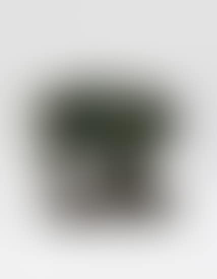 Animal Head (preview)