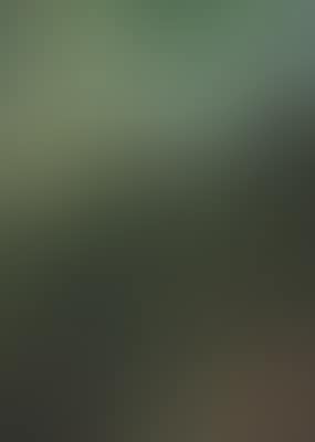 Woodland Interior, Catskills (preview)