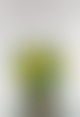 Girasoli (preview)