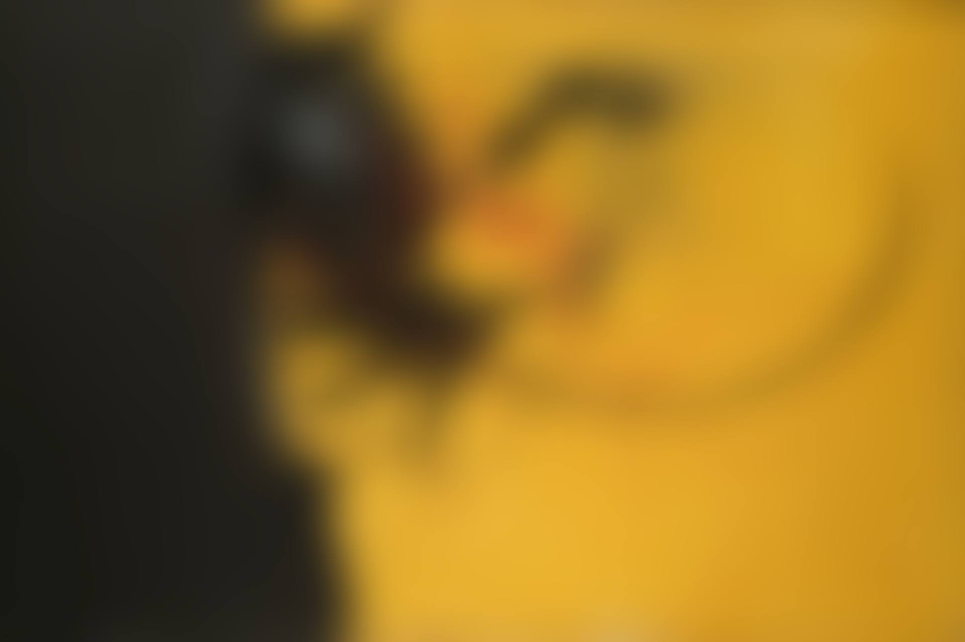 VIVENT LES CORNIFICIENS ! (preview)