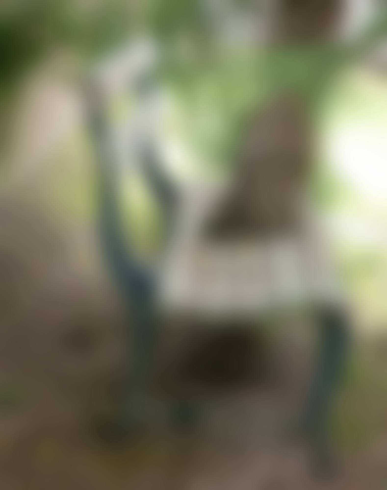 PINE TREE IN A BENCH (preview)