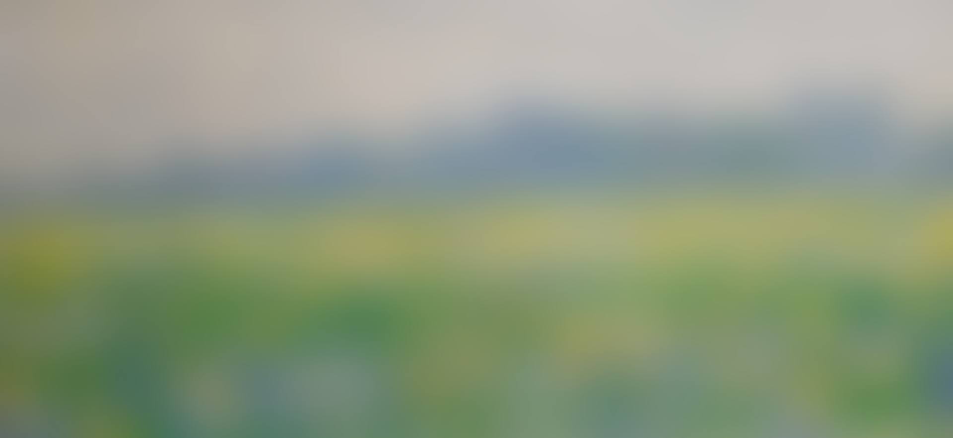 CHAMP D'IRIS À GIVERNY (preview)