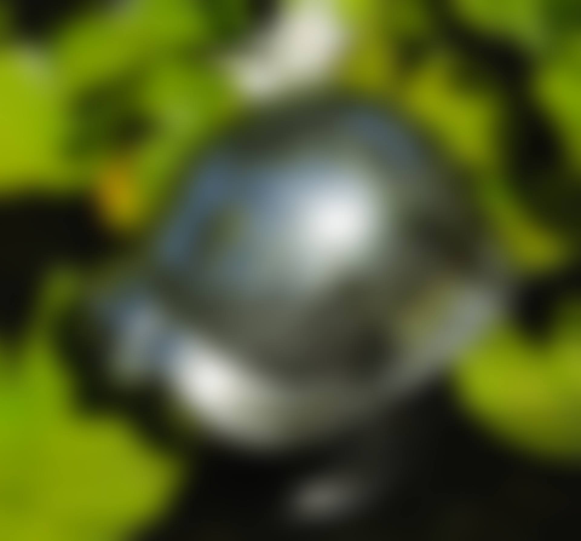 TORTUE (preview)