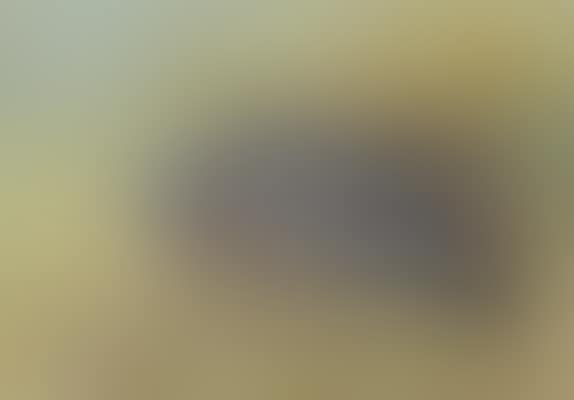 A wood pigeon amongst stubble (preview)