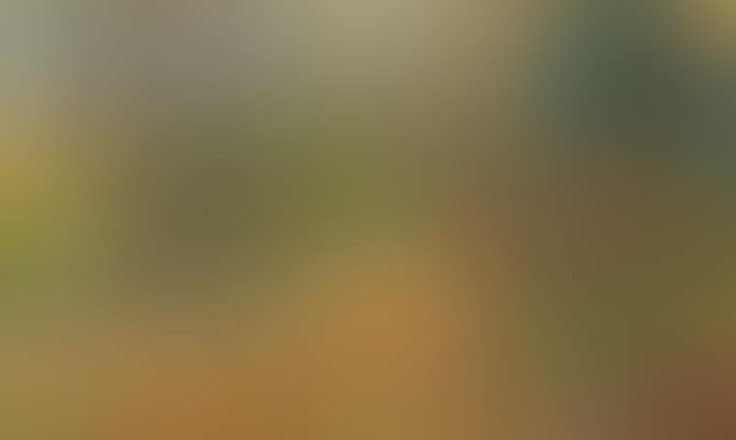 A pair of pheasant rising from bracken (preview)