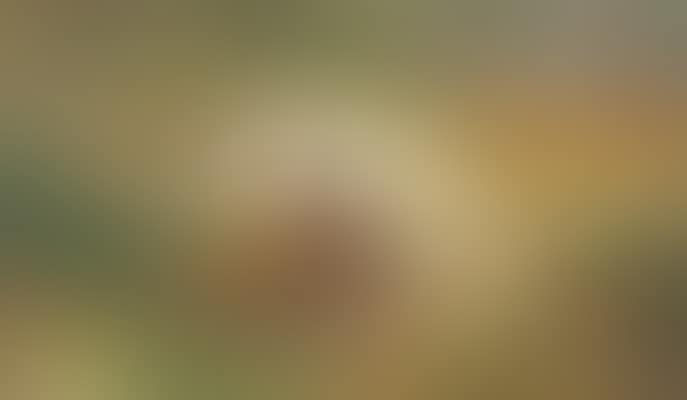 Pheasant in a late autumn woodland landscape (preview)