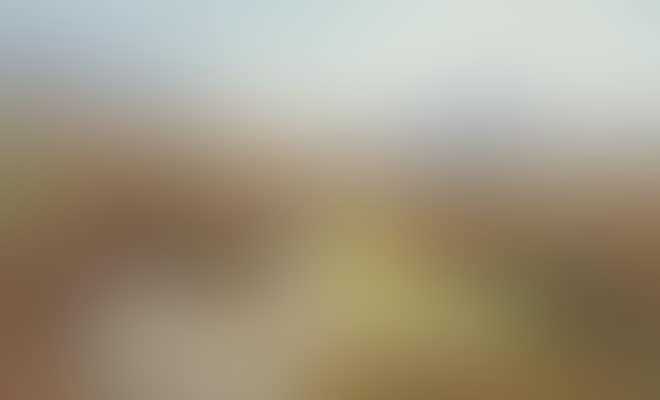 Autumn Sunshine': a covey of eight red grouse amongst heather, rising mist beyond (preview)