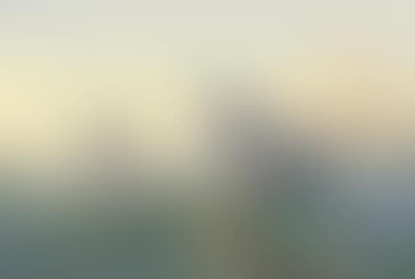 A pair of wood pigeon perched on a pine (preview)