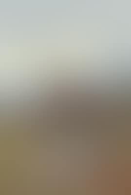 A pair of red grouse amongst heather (preview)