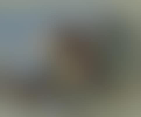 Honey buzzard (preview)