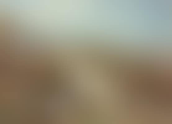 A covey of eleven red grouse beside a sheep track (preview)