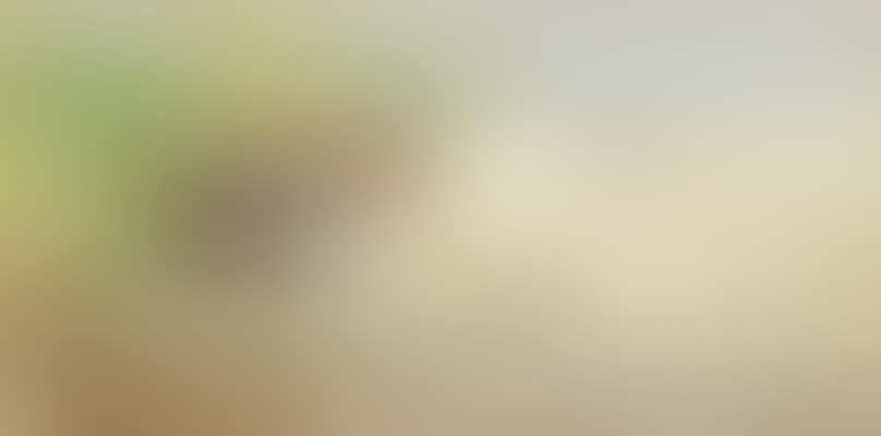 A gargeney drake and duck amongst rushes at the edge of a loch (preview)