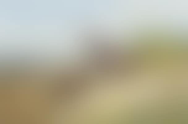 A pair of grey partridge on the moor (preview)