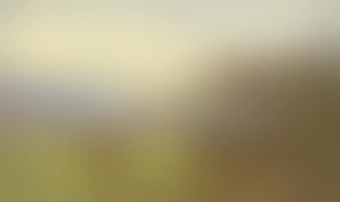 A covey of red grouse on the moor (preview)