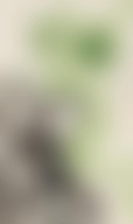 Bamboo (preview)