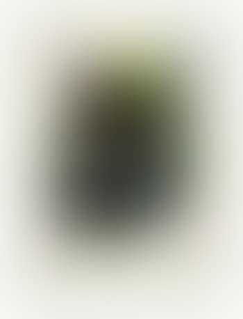 Untitled (from La Melodie Acide) ,
1979 (preview)