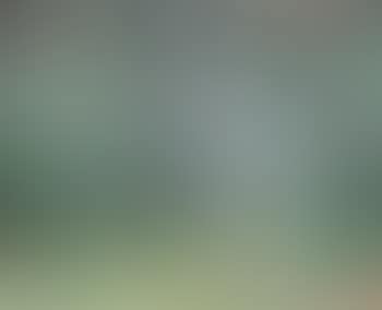 Pinetrees , (preview)
