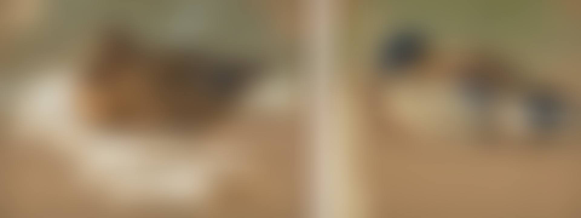 MALLARD HEN; MALLARD DRAKE (preview)
