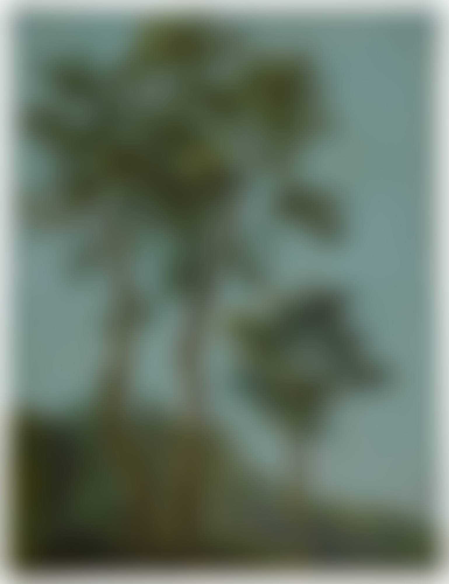BIRCH TREES (preview)