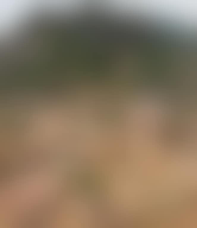 Pines And Rocks On The Lao Mountains (preview)