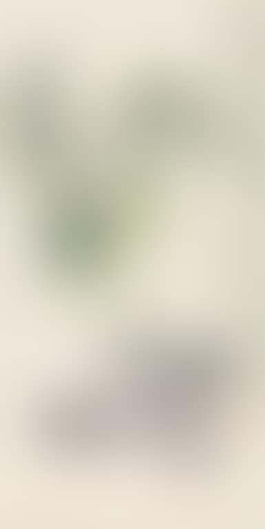 Vegetable (preview)