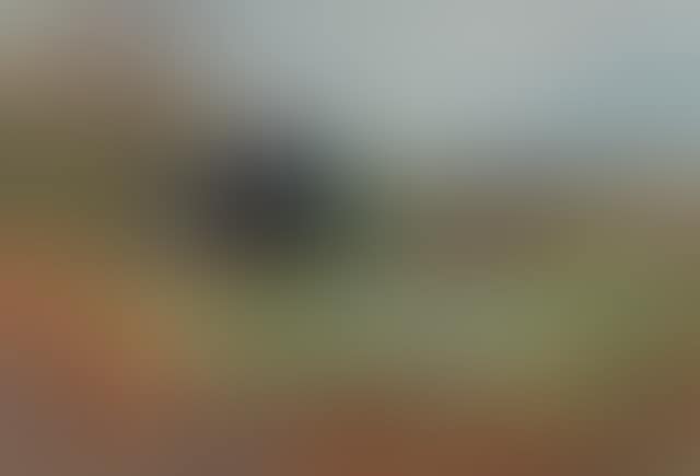 Blackcock and hen (preview)