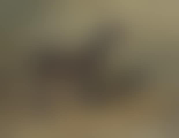 Study of a horse (preview)
