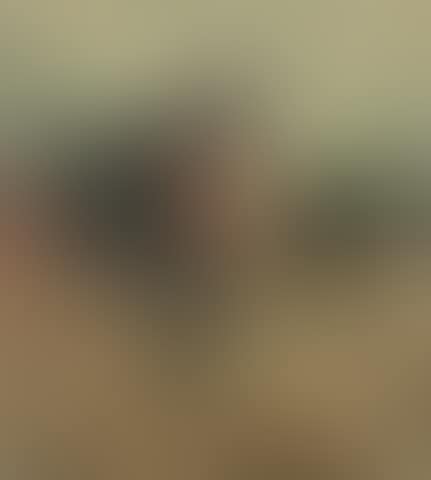 Study of a horse at a fence (preview)