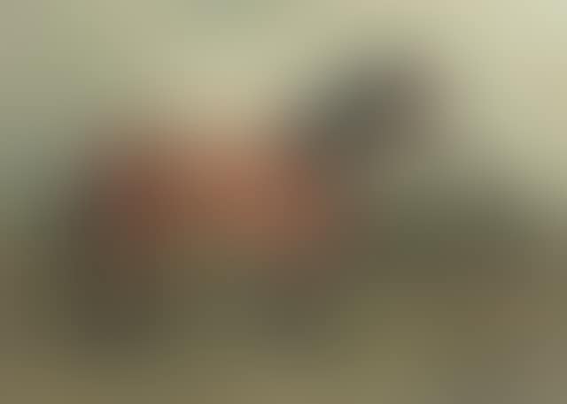 A Shetland pony (preview)
