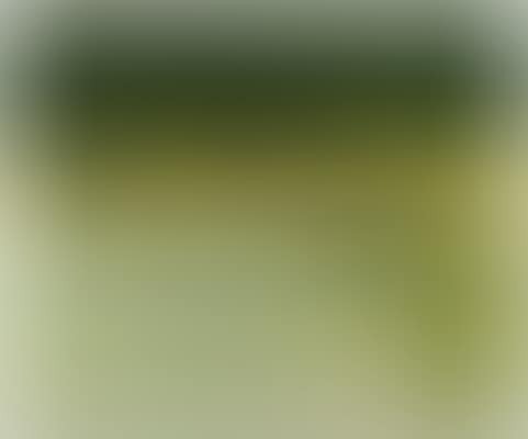 $12.30pm 1 (preview)