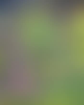 Landscape , (preview)