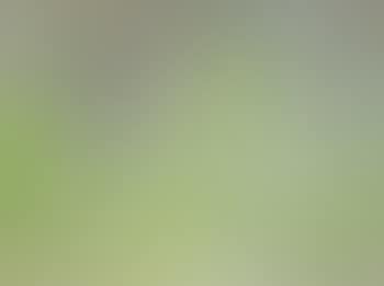 Forest edge , (preview)