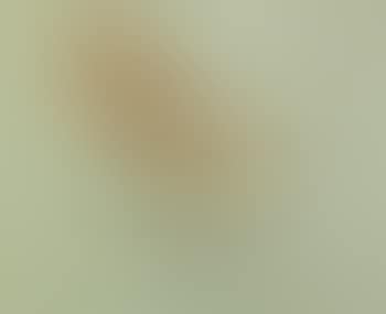 Study of a Rufus Warbler , (preview)
