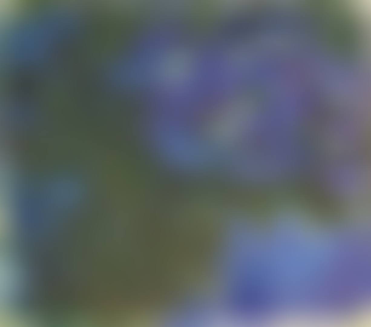 Nymphéas en fleur (preview)