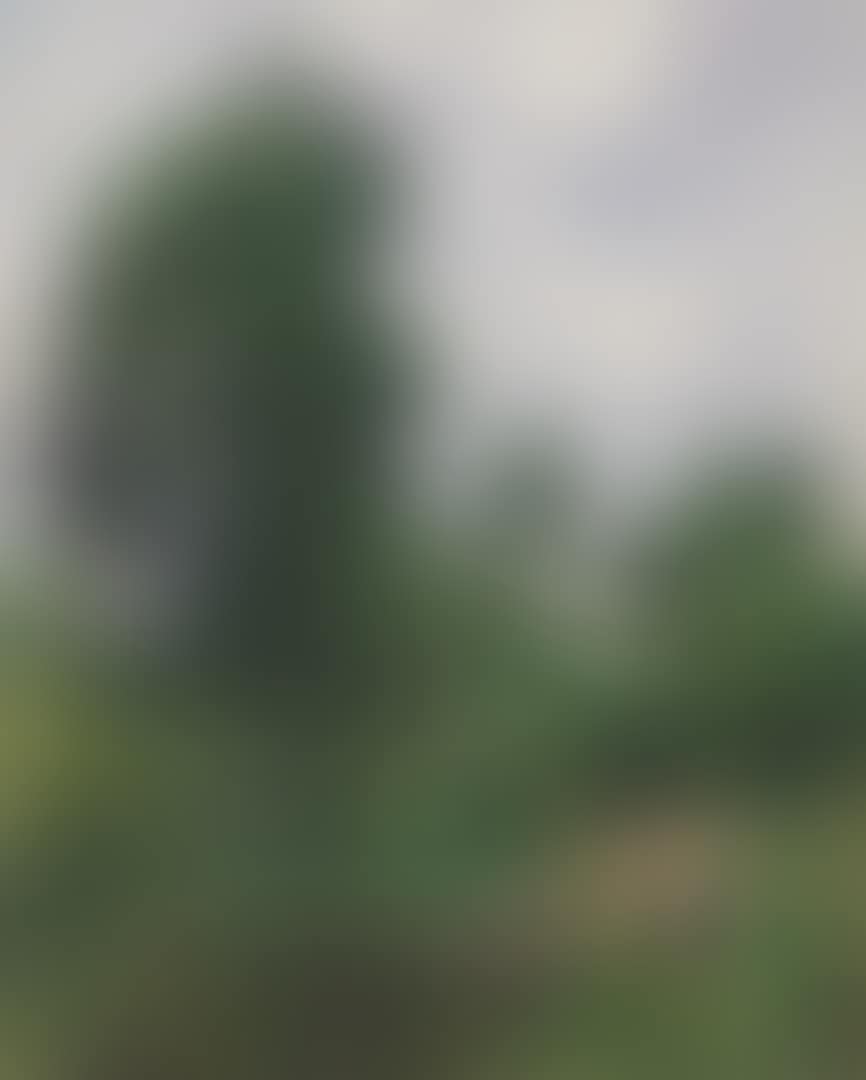 Paysage avec peupliers, temps gris, Eragny (preview)