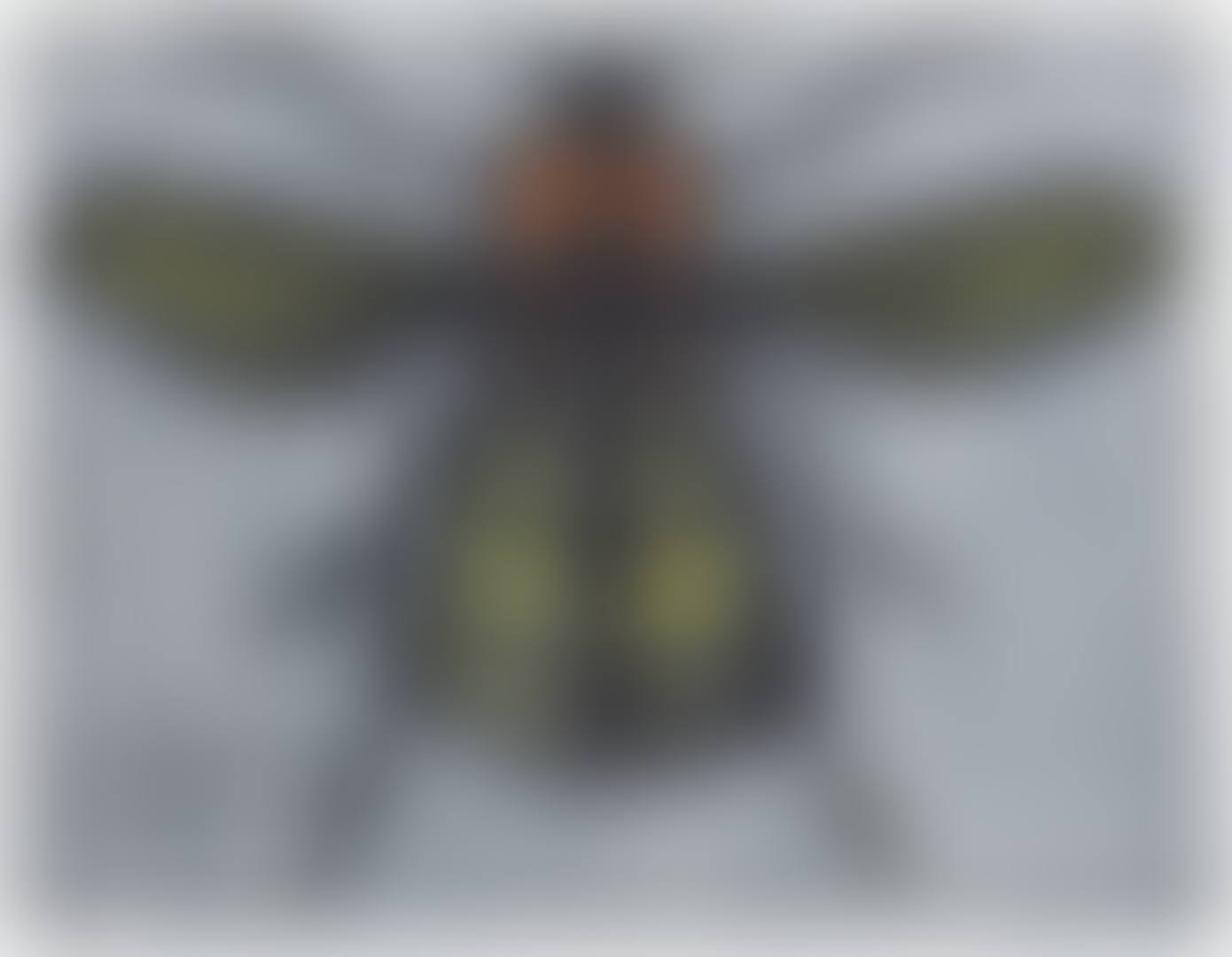 Mouche (preview)