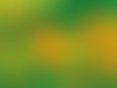Lillies (preview)