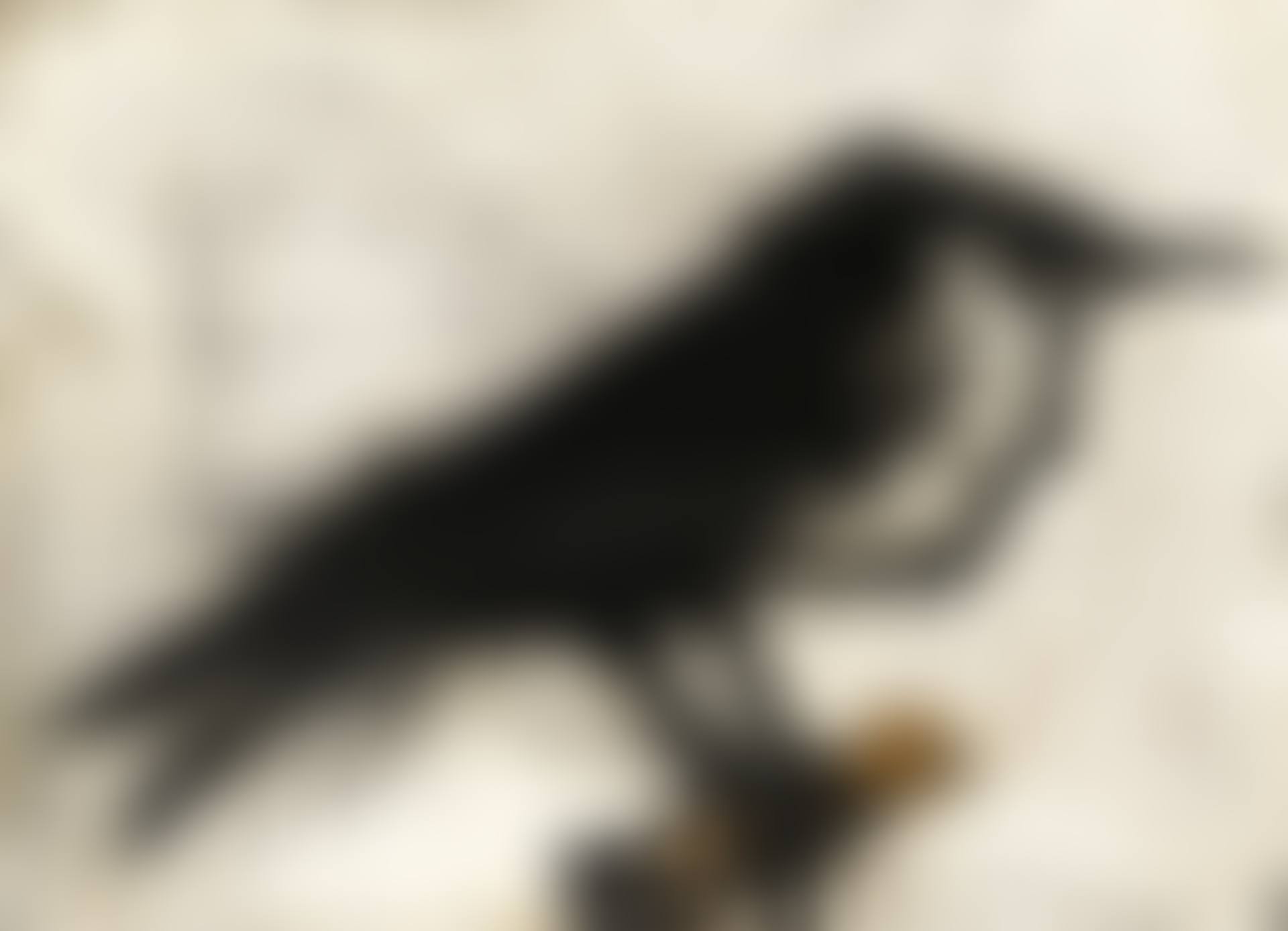 OISEAU (preview)