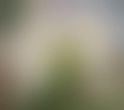 Tree in Blossom (preview)