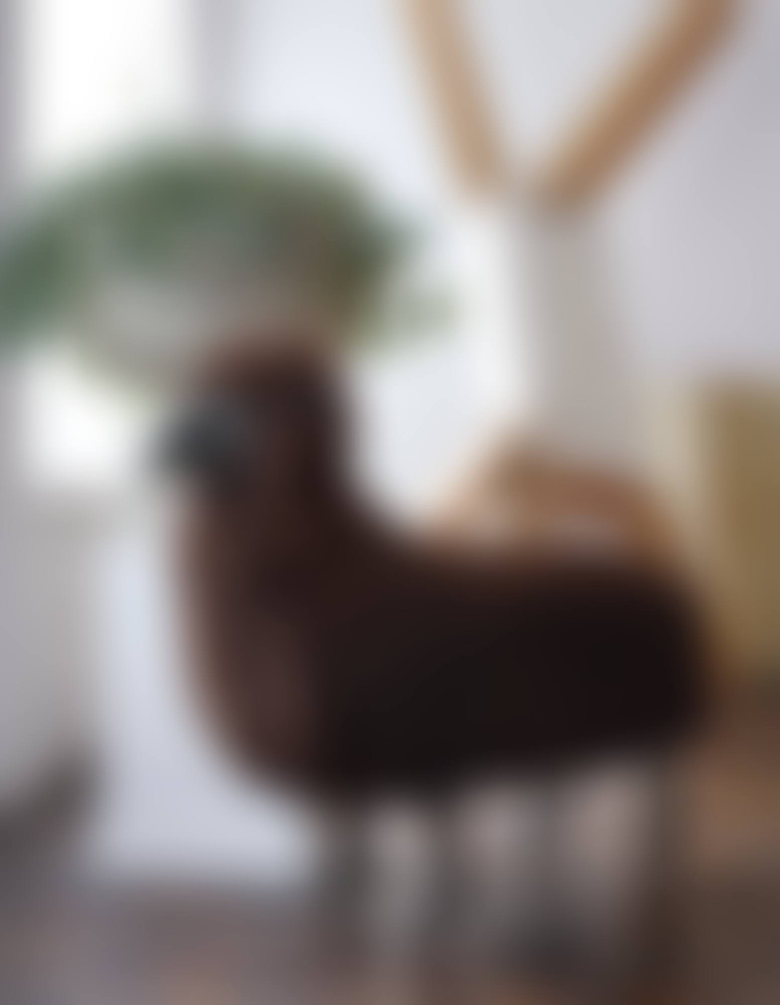 "MOUTON DE LAINE" (preview)