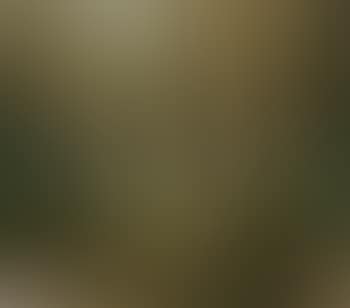 Forest interior (preview)